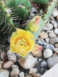 Цветок кактуса